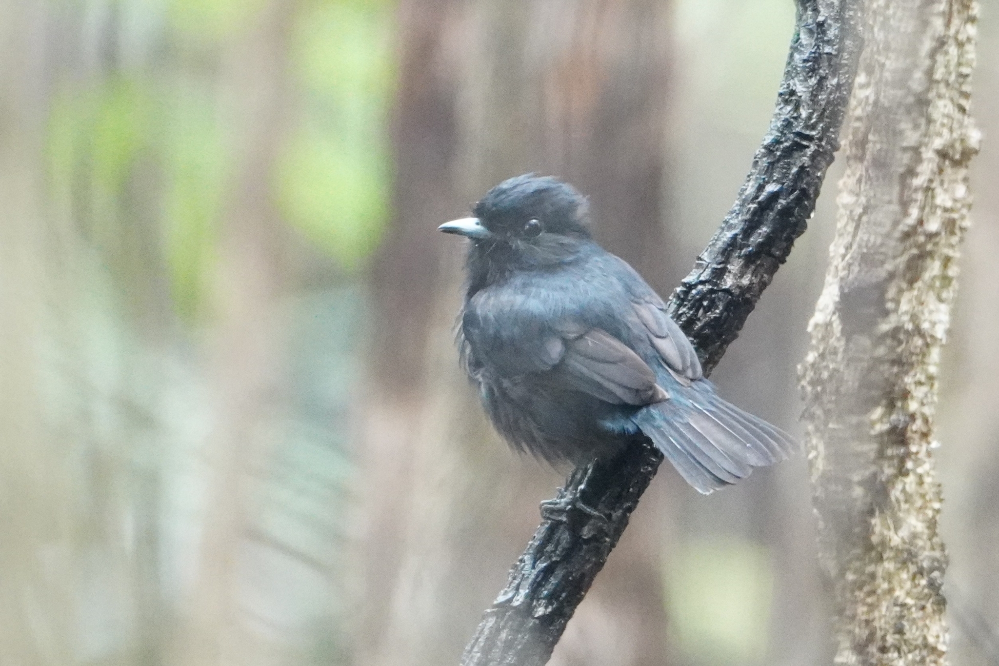 Amazonian Black Tyrant (Knipolegus poecilocercus), photo 1