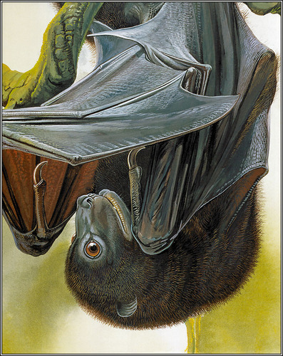 Bougainville Monkey-faced Bat (Pteralopex anceps) — Endangered Mammalia