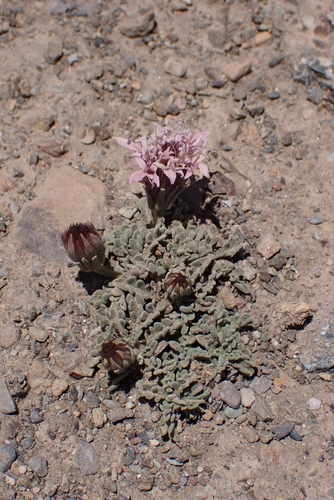 Pterocephalus depressus, photograph 4