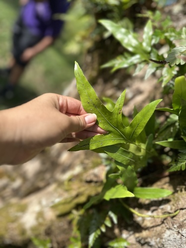 Microsorum scolopendria observed 2025-01-23