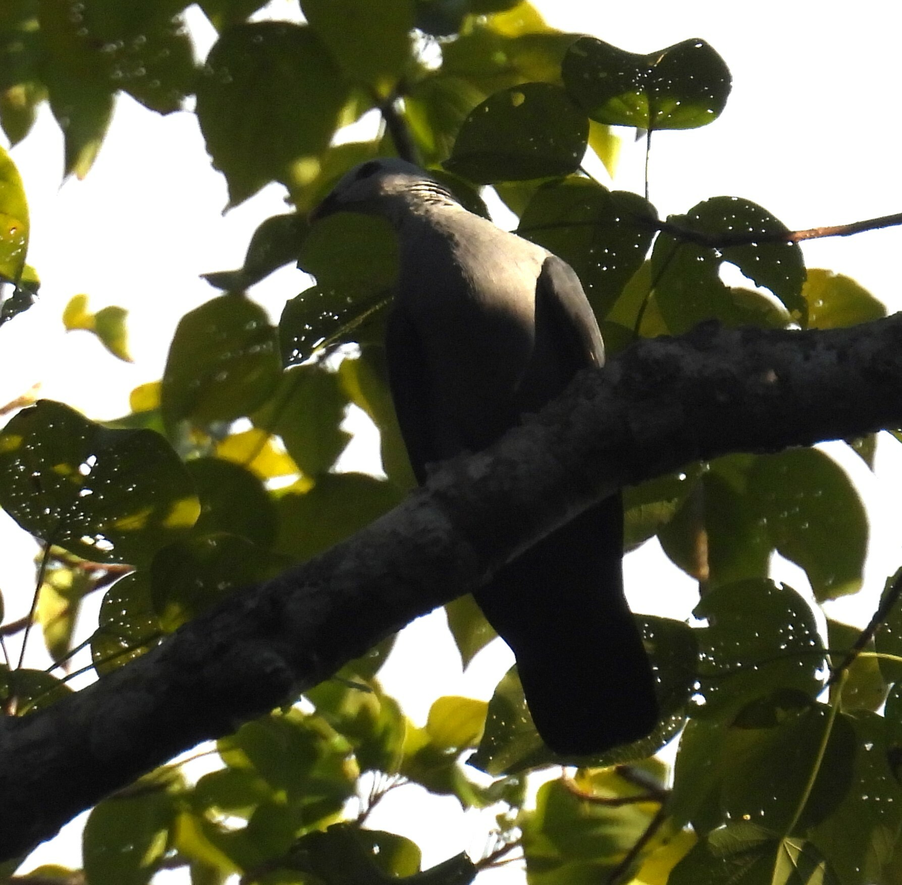 Andaman Wood Pigeon (Columba palumboides), photo 4