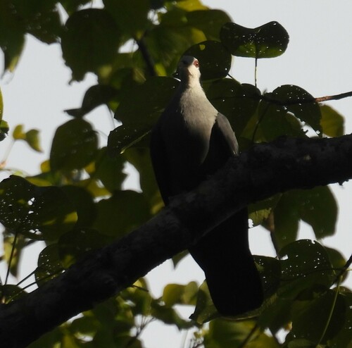 Andaman Wood Pigeon (Columba palumboides), photo 5