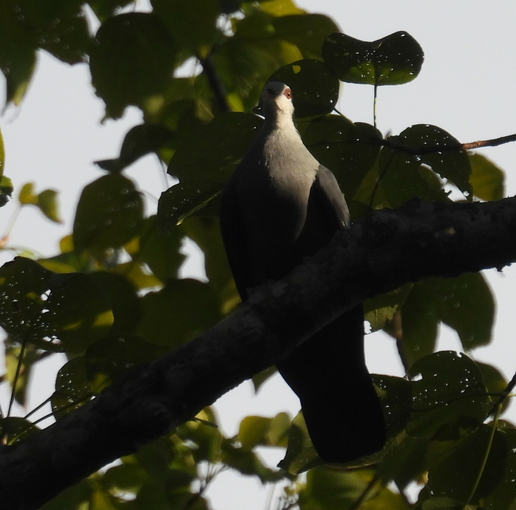 Andaman Wood Pigeon (Columba palumboides), photo 5