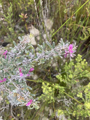 Indigofera acocksii MS (Indigofera acocksii)