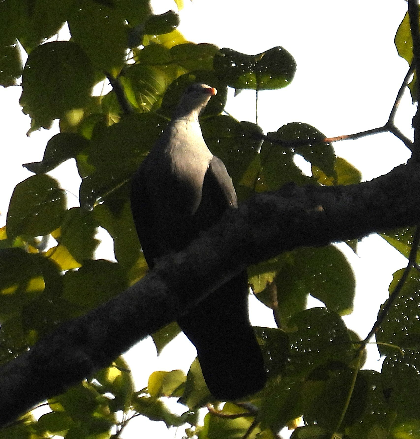 Andaman Wood Pigeon (Columba palumboides), photo 6
