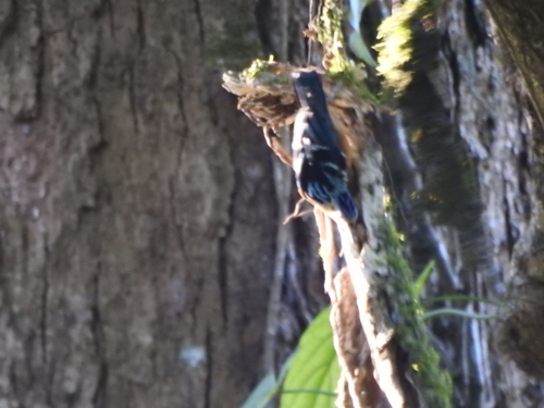 Beautiful Nuthatch (Sitta formosa), photo 4