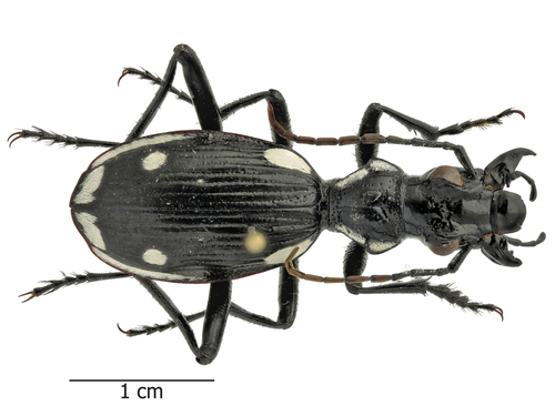 Anthia sexmaculata