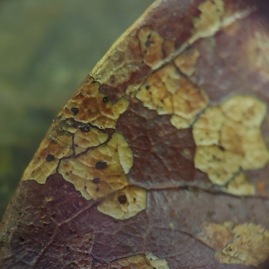 Coccomyces sp. 'PR01'