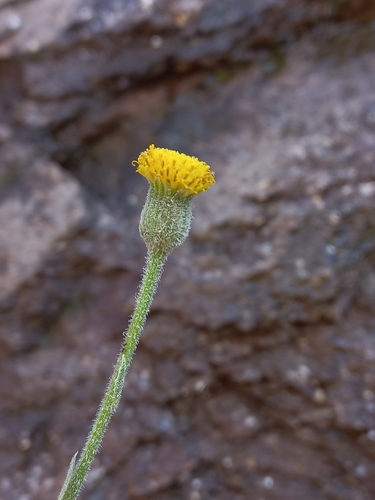 Kamiesberg Ragwort (Senecio asperulus)