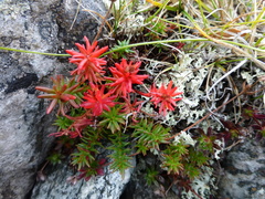 Rhodiola quadrifida