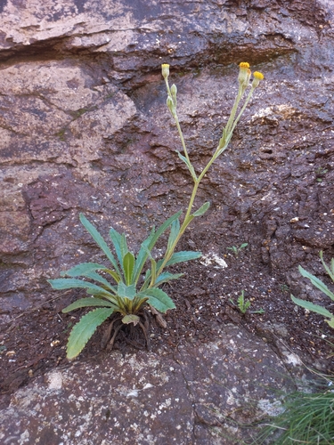Image of Senecio asperulus by (c) Brian du Preez, some rights reserved (CC BY-SA)