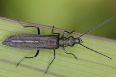 Oedemera lurida