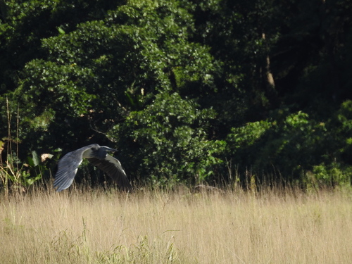 White-bellied Heron (Ardea insignis), photo 6