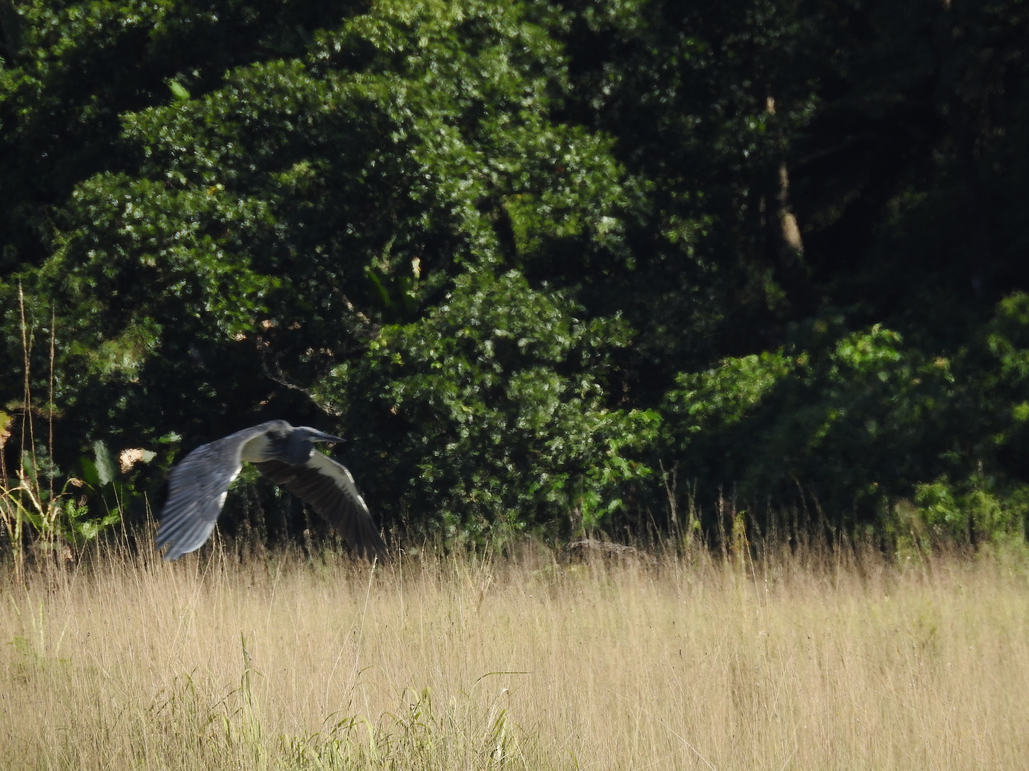 White-bellied Heron
