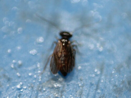 Ectopsocus axillaris