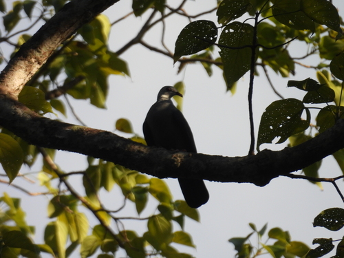 Andaman Wood Pigeon (Columba palumboides), photo 9
