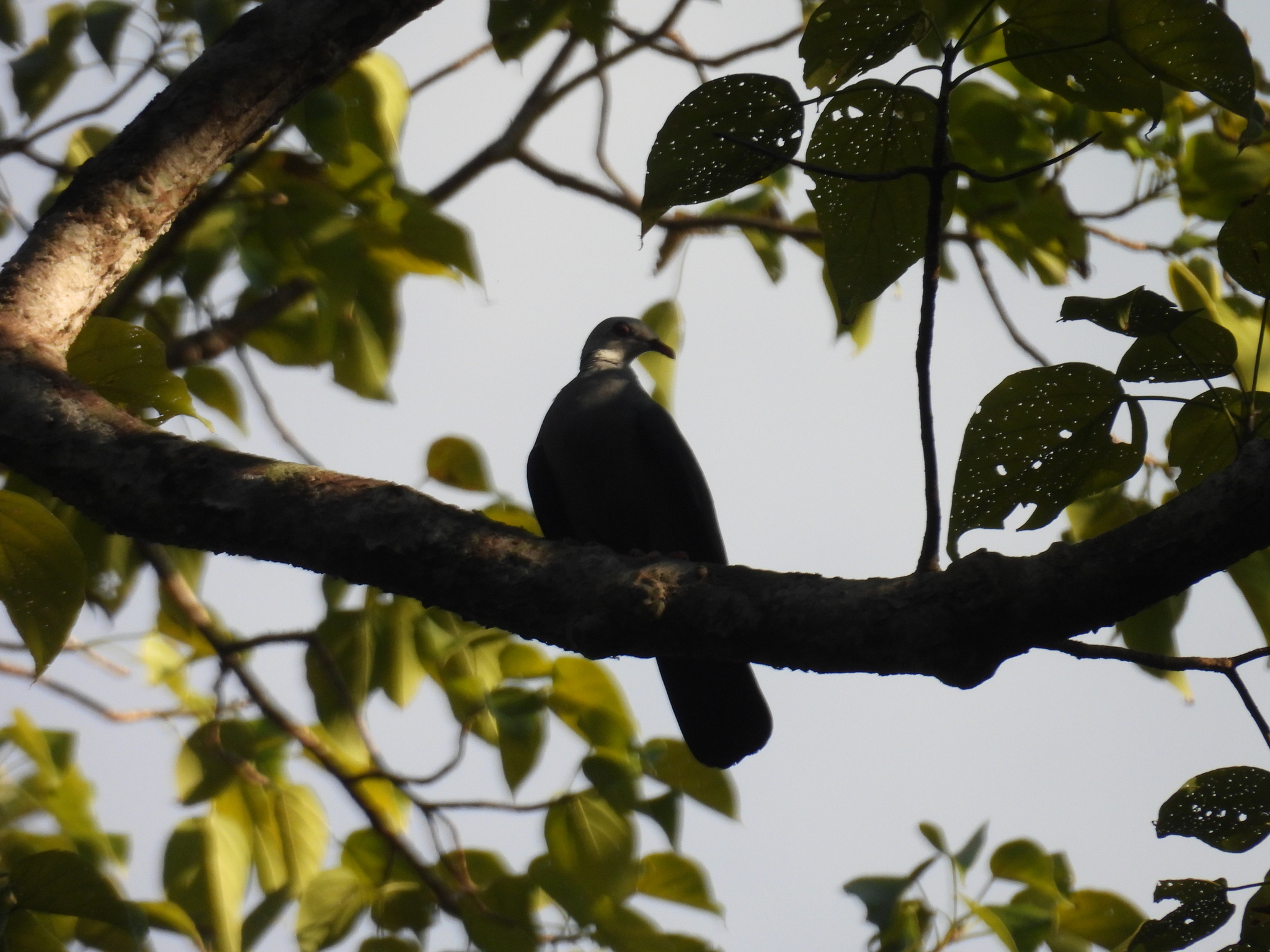 Andaman Wood Pigeon (Columba palumboides), photo 9