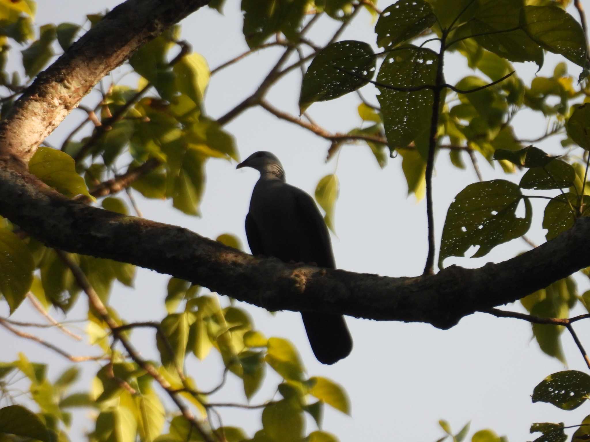 Andaman Wood Pigeon (Columba palumboides), photo 10