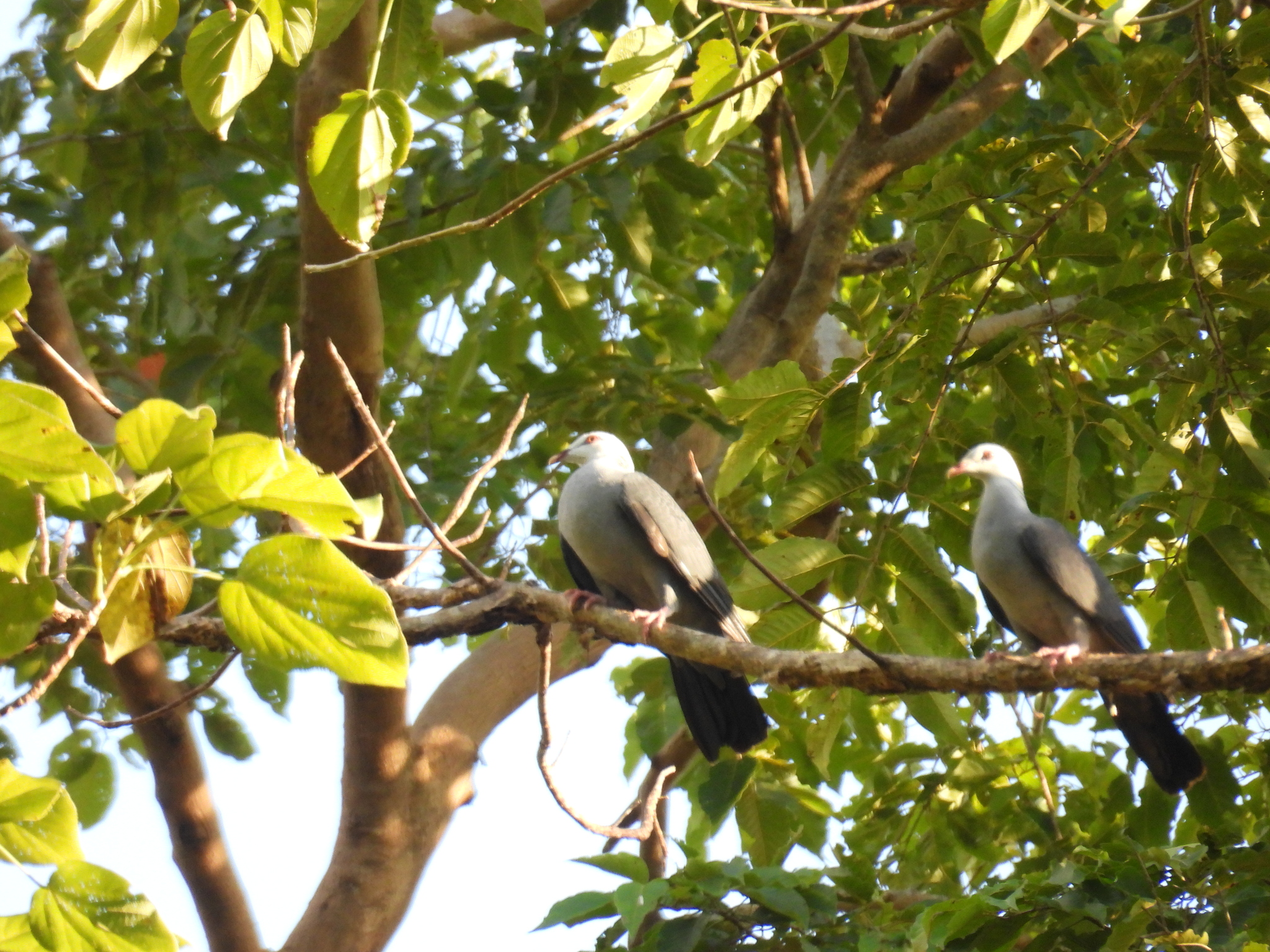 Andaman Wood Pigeon (Columba palumboides), photo 2