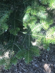 Abies cephalonica