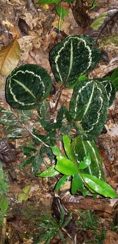 Image of Goeppertia roseopicta by (c) Monica Ventrice, some rights reserved (CC BY)