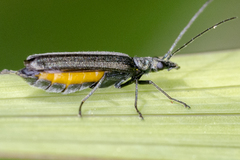 Oedemera lurida