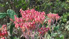 author not stated, no rights reserved Kalanchoe suarezensis, photograph author not stated, no rights reserved