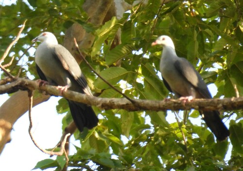 Andaman Wood Pigeon (Columba palumboides)