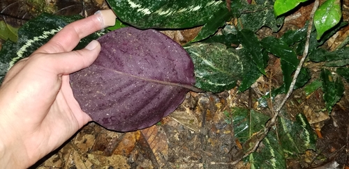 Image of Goeppertia roseopicta by (c) Monica Ventrice, some rights reserved (CC BY)