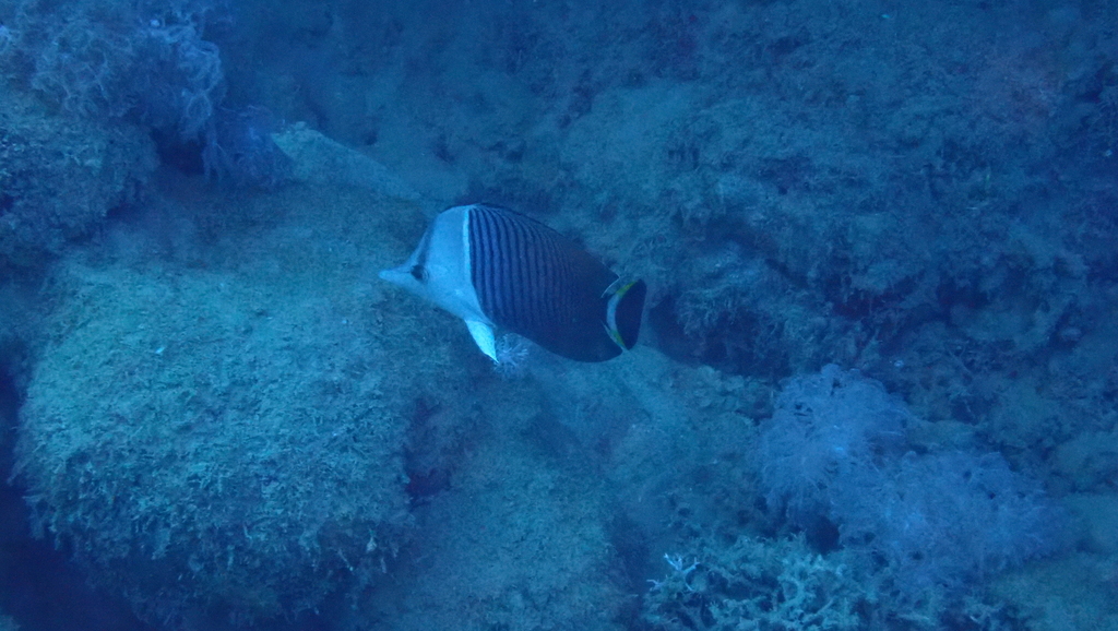 White-fronted butterflyfish (Chaetodon mesoleucos) — Chaetodontidae