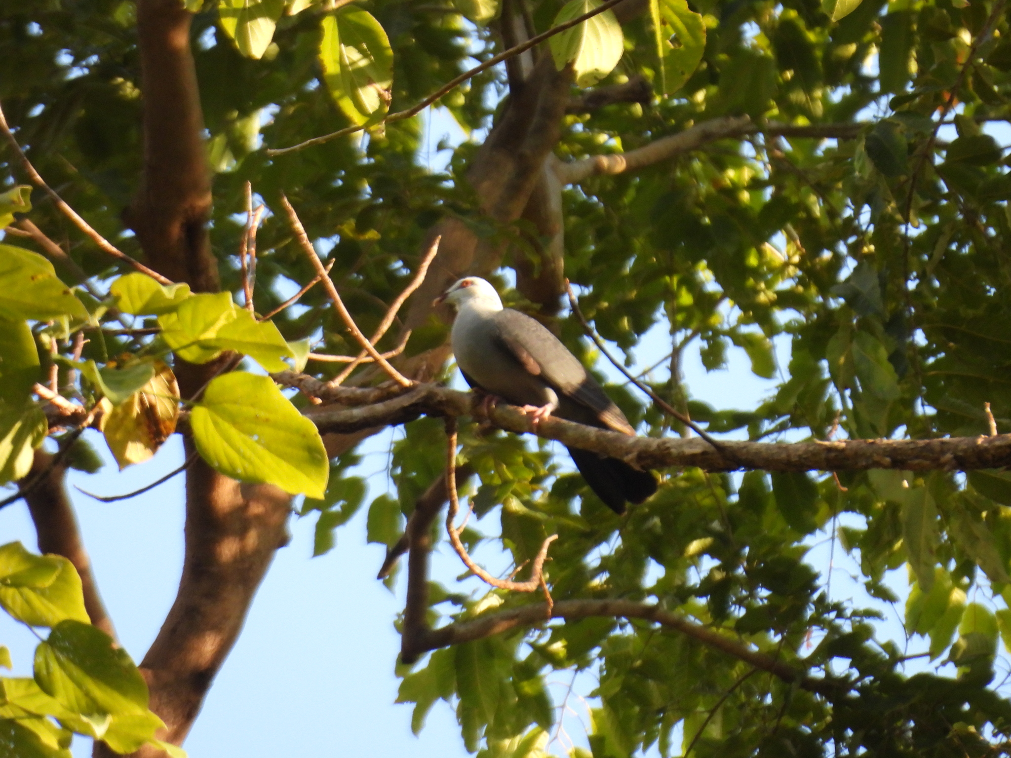 Andaman Wood Pigeon (Columba palumboides), photo 3