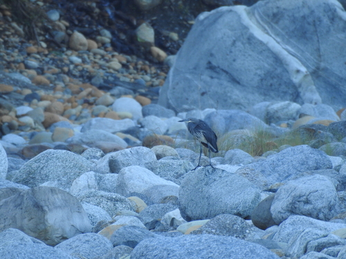 White-bellied Heron (Ardea insignis), photo 10