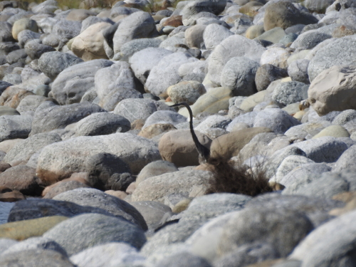 White-bellied Heron (Ardea insignis), photo 7
