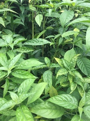 Gardenia jasminoides