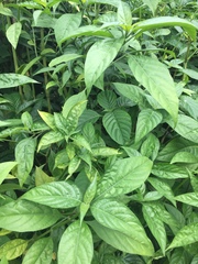 Gardenia jasminoides