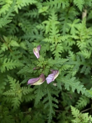 Pedicularis ikomai