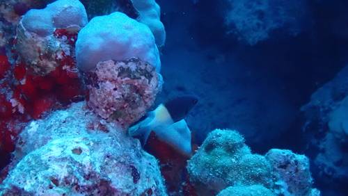 Red Sea Half-and-half Chromis — seen at this dive site