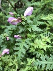 Pedicularis ikomai
