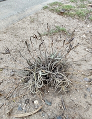 Tillandsia myosura