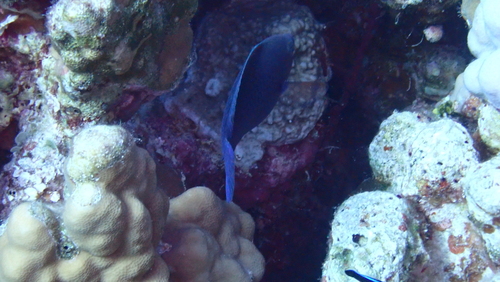 Swarthy Parrotfish — seen at this dive site
