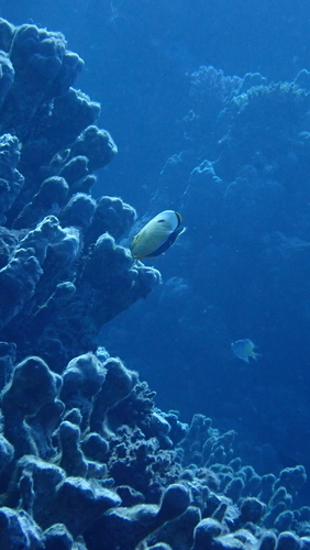 Exquisite Butterflyfish — seen at this dive site