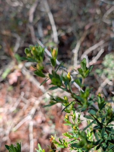 Image of Hypericum microsepalum by (c) Scott Allen Davis, some rights reserved (CC BY)