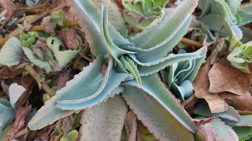 Kalanchoe suarezensis