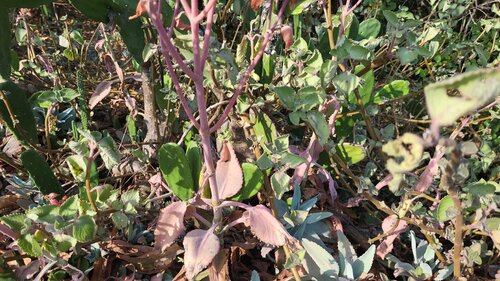 Kalanchoe suarezensis, photograph 1