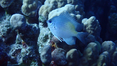 Yellow-side Damselfish — seen at this dive site