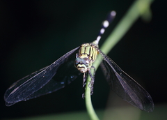 Orthetrum sabina