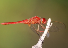 Crocothemis servilia