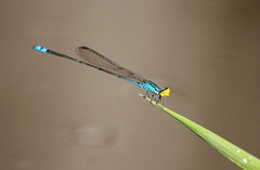 Pseudagrion rubriceps