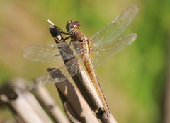 Crocothemis servilia