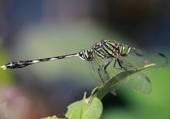 Orthetrum sabina